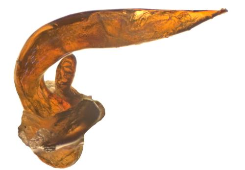 Réf. 359 637 : Pterostichus glacialis